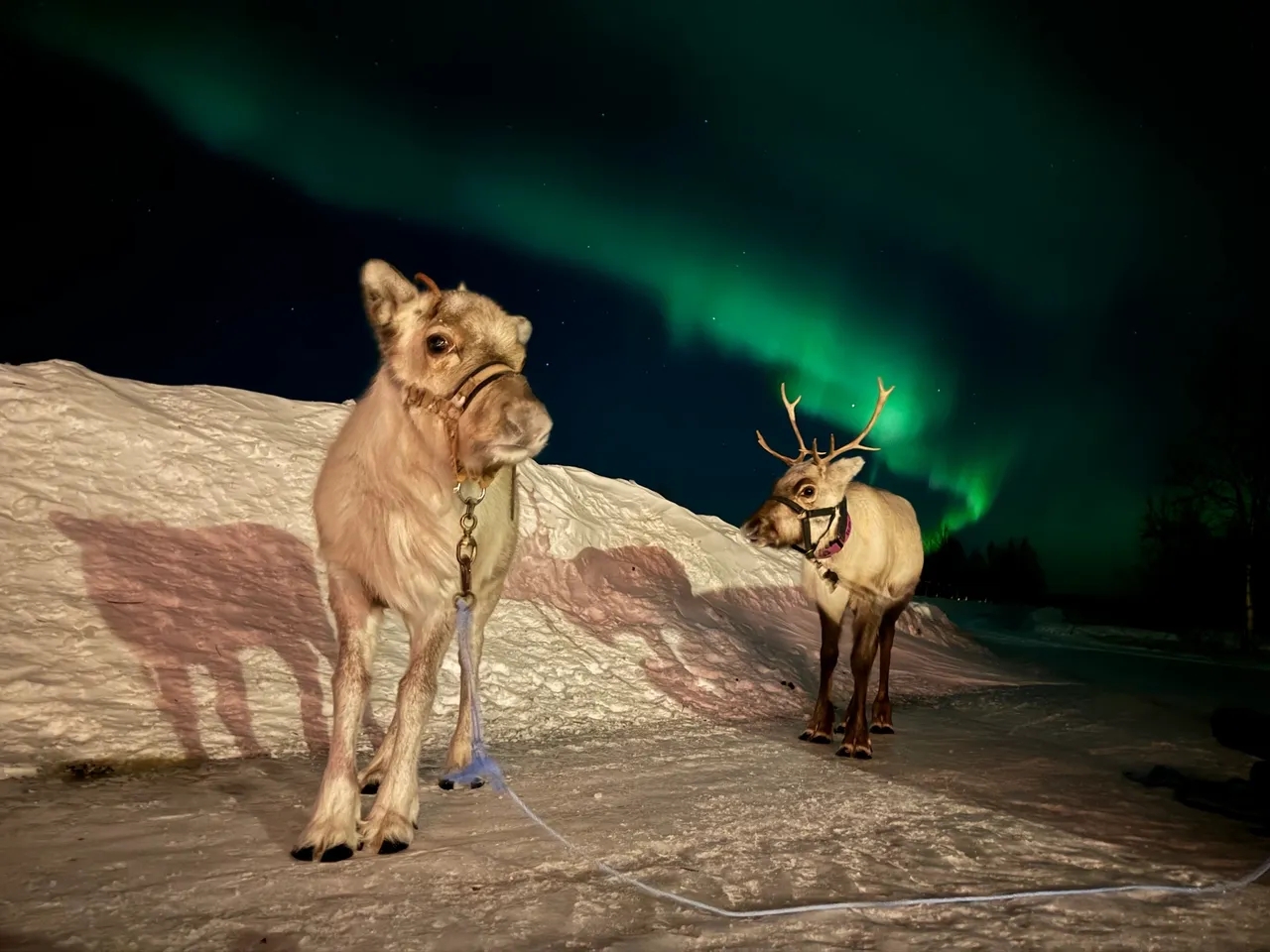 Evening reindeer feeding and Northern Lights hunt