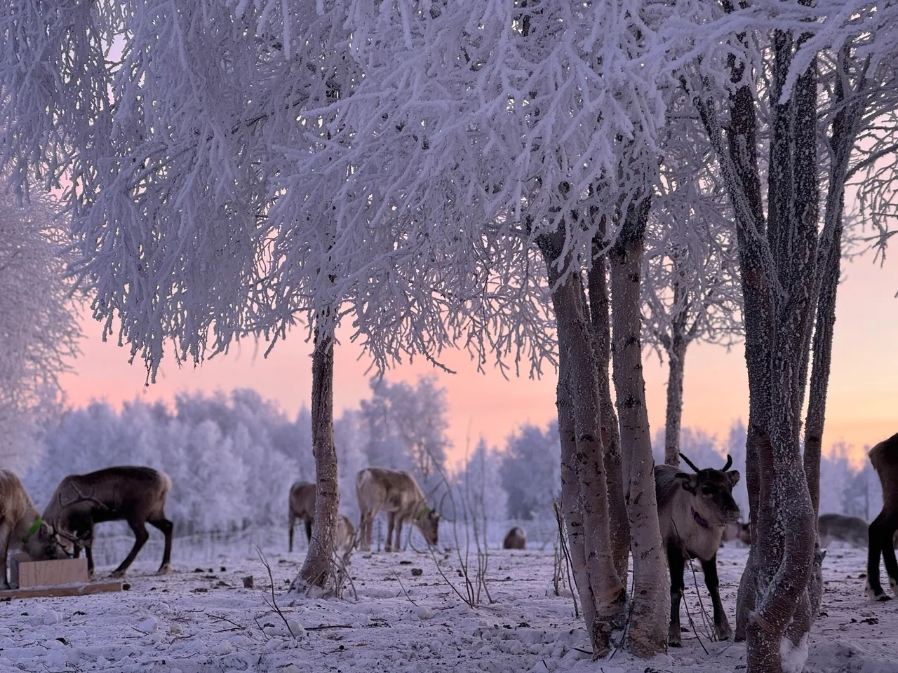 Early morning - wild roaming reindeer feeding experience
