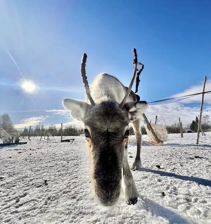 Morning reindeer feeding and Sámi Culture experience